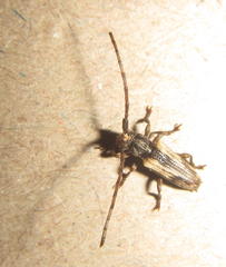 Discolops strigicollis