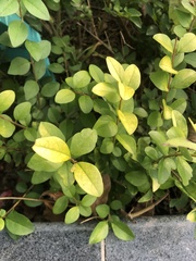 Ligustrum × vicaryi