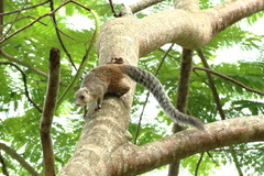 Heliosciurus mutabilis