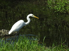 Ardea alba