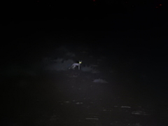 Vulpes vulpes pusilla