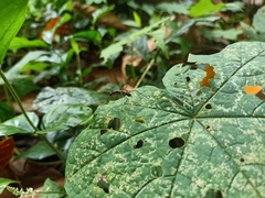 Micropezidae