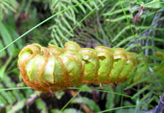 Blechnum capense