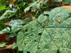 Micropezidae