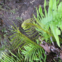 Blechnum capense