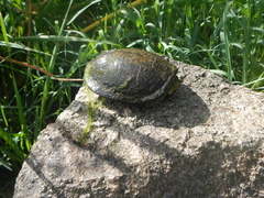 Emys orbicularis galloitalica