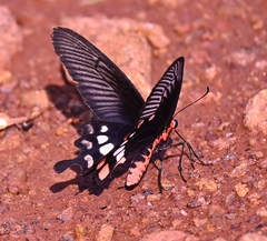 Pachliopta aristolochiae