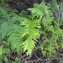 Blechnum capense