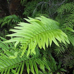 Blechnum capense