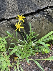 Senecio skirrhodon
