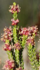 Passerina galpinii