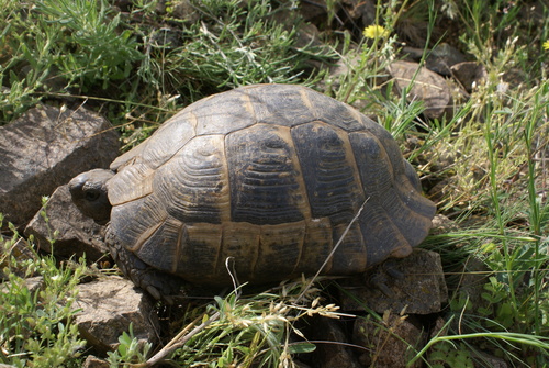 Greek Tortoise, photo 8 of 10