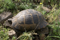 Testudo graeca ibera