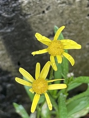 Senecio skirrhodon