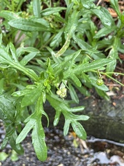 Senecio skirrhodon