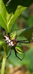 Leucauge tessellata