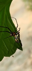 Leucauge tessellata