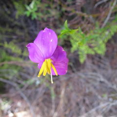 Chironia melampyrifolia