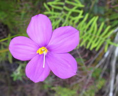 Chironia melampyrifolia