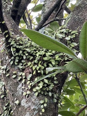 Pyrrosia eleagnifolia