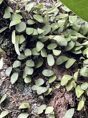 Pyrrosia eleagnifolia
