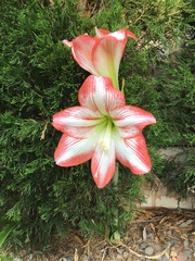 Hippeastrum reticulatum