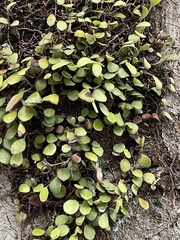Pyrrosia eleagnifolia