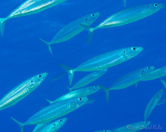 Decapterus macarellus