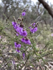 Prostanthera decussata