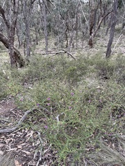 Prostanthera decussata