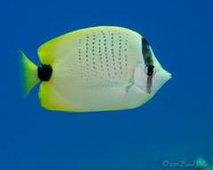 Chaetodon miliaris
