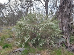 Olearia viscidula