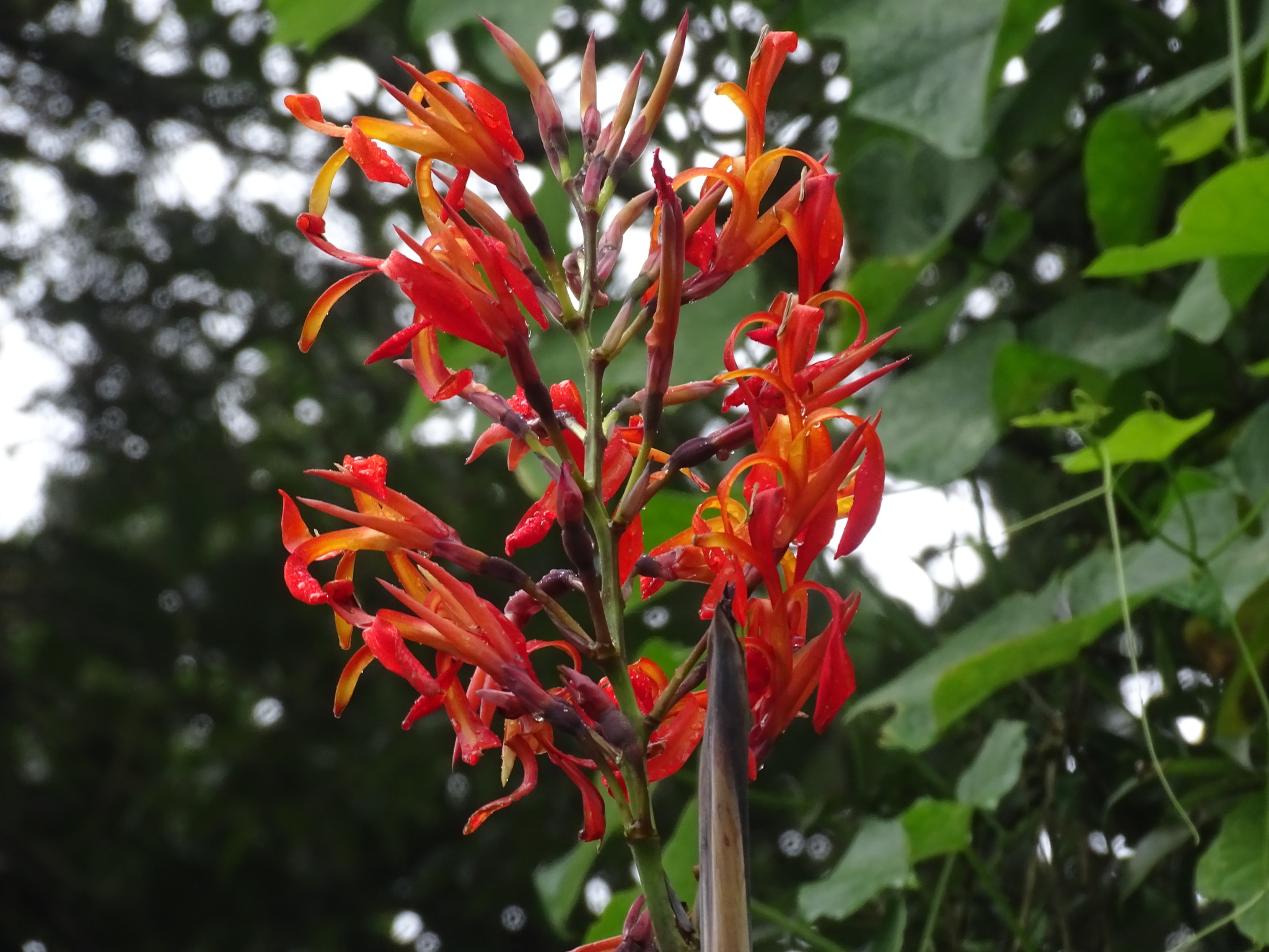 Canna tuerckheimii