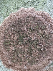 Septobasidium orbiculare