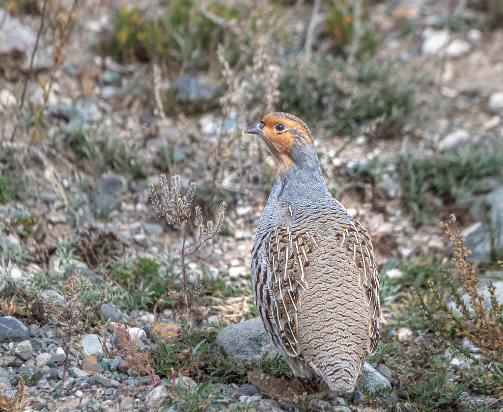 Daurian Partridge (Perdix dauurica) photo