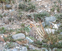 Perdix dauurica