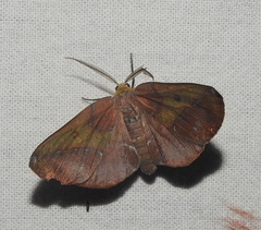 Omiza herois