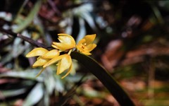 Octomeria connellii
