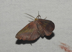 Omiza herois