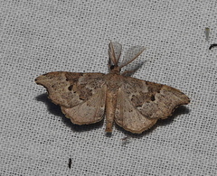 Hyposidra polia