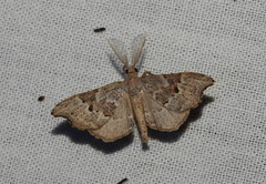 Hyposidra polia