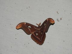 Attacus