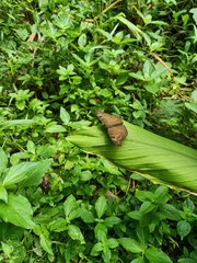 Junonia iphita