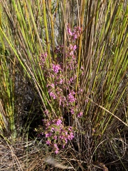 Erica intervallaris
