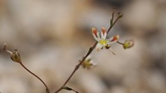 Nemacladus rubescens