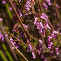 Erica intervallaris