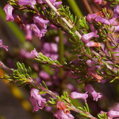 Erica intervallaris
