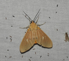Asota producta