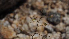 Nemacladus rubescens