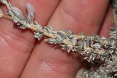 Aspalathus pulicifolia